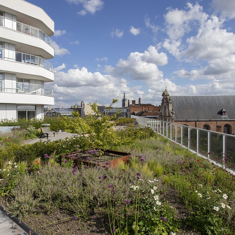VBB vereniging bouwwerkbegroeners groendak